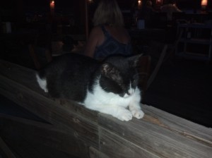 Big Balboa Cat on the Rail